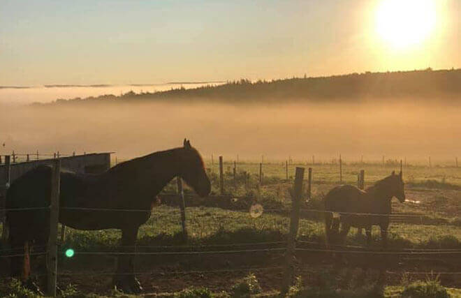 Clever Horses